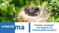 Váratlan vendégek - mit tegyünk, ha befészkelnek hozzánk?
