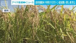 Government Rice Reserves: Proposal to Buy Back Additional 100,000 Tons Early Next Year Emerges wi...