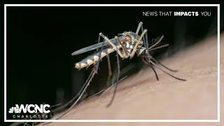 Florida confirms dengue fever death amid near-record case levels