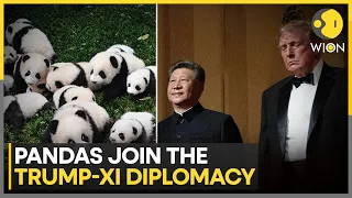 Trump-Xi Summit: Xi Pledged Two Giant Pandas To Zoo Atlanta | WION News