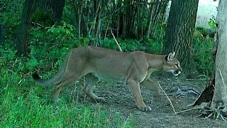 A puma near Wałbrzych? Crisis team investigates reports and urges caution