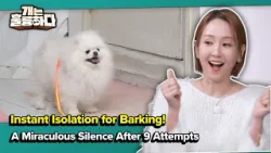 A Miraculous Silence After 9 Attempts [Dogs Are Incredible] | KBS WORLD TV 260317
