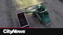 Canola producers optimistic deal could be reached on tariffs