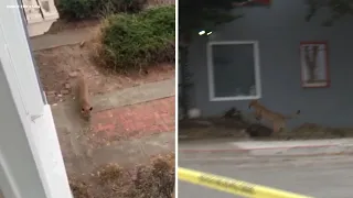 Mountain lion captured in dramatic standoff after roaming San Francisco neighborhood