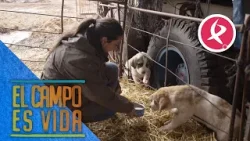 Chabeli tiene un problema con estos cachorros de mastín | El campo es vida