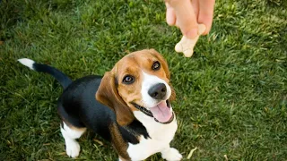 Premios y croquetas en exceso provocan sobrepeso en mascotas