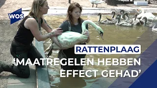 Rat infestation at animal sanctuary De Houtsnip over