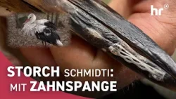 Gebrochen gestartet, stark gelandet: Die Geschichte von Storch Schmidti Gebrochen gestartet, stark gelandet: Die Geschichte von Storch Schmidti