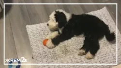 Сегодня Национальный день щенков! Сегодня Национальный день щенков!