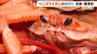 Up to 300,000 Yen for a Single Crab! First Auction of the Season for "Beni-Zuwaigani" (Red Snow C...