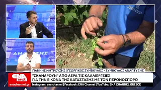 "Σκανάρουν" από αέρα τα χωράφια για την εικόνα των καλλιεργειών που επλήγησαν από περονόσπορο