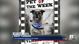 Pet Talk: Meet Yamaha