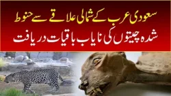 Rare fossils of tamed leopards discovered in the northern region of Saudi Arabia