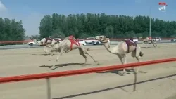 الشوط الرئيسي الثالث (مسائي) | مهرجان المرموم التراثي لسباقات الهجن |02 ابريل 2026