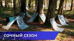 До 30 литров с одного дерева в сутки. На Витебщине стартовал сезон сбора берёзового сока(27.03.2026)