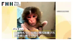 パンチくん人気の裏で“偽アカウント”被害拡大 飼育員装い実際の動画を無断使用、寄付金サイトへ誘導 動植物園「だまされないで」（2026年03月06日）