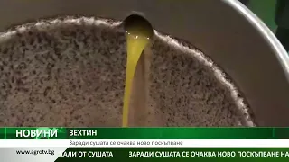 ЗЕХТИН: Заради сушата се очаква ново поскъпване