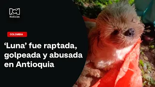 'Luna' kidnapped, beaten, and abused in Antioquia: she died from her injuries