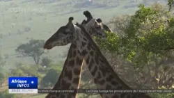 Tanzanie : le gouvernement envisage de lever l'interdiction du commerce d'animaux sauvages