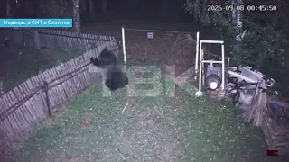 Медведи выходят на дачи красноярцев