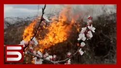 Տաք եղանակին են սպասում ծաղկած ծիրանենիները. արևահամ պտուղը վտանգի տակ է Տաք եղանակին են սպասում ծաղկած ծիրանենիները. արևահամ պտուղը վտանգի տակ է