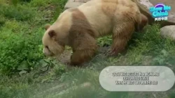 А вы слышали, как «разговаривает» коричневая панда?