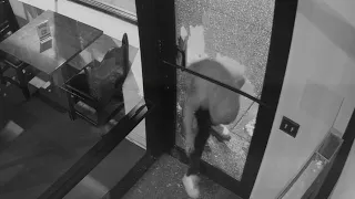 South Side break-in spree targets 5 businesses, including Hyde Park coffee shops