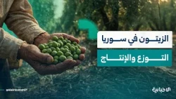 كيف أثّرت سنوات الثورة على الزيتون وما هي توقعات الموسم القادم؟