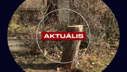 Pótolják - újakat ültetnek a kivágott fák helyére - Aktuális 2026.02.27