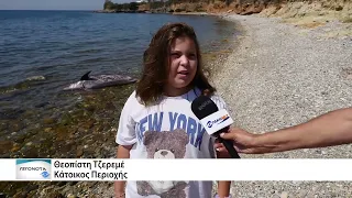 Νεκρό δελφίνι στην παραλία Φοίνικας στην Αλεξανδρούπολη - Επιχείρηση περισυλλογής από τις αρχές.