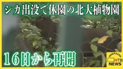 シカ出没で休園の北大植物園　安全確認できょう（１６日）から再開