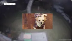 'I want justice' Waco family demands action after pack of dogs brutally attacks their pet