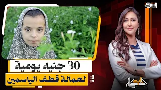 الياسمين المصري.. أسر تنتظر أيام الحصاد وأطفال يدفعون الثمن