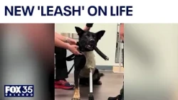 Injured Polk County police dog receives prosthetic leg after shooting
