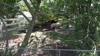 Case involving Waddles the Pig goes to trial this week