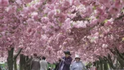 Cherry blossoms in Brooklyn have hit peak bloom
