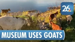 Goats return to National Railroad Museum to tackle invasive plants naturally