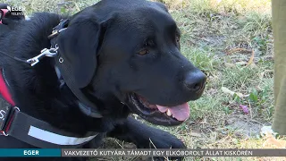 Vakvezető kutyára támadt egy elkóborolt állat Kiskörén - 2026.07.22.