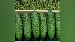 CE VOR PLANTELE CHRISTINA GHIBU  P2 23.02.2026