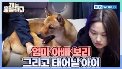 Can't We All Just Live Together?? [Dogs Are Incredible:Ep.11-3] | KBS WORLD TV 260127