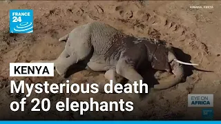 At least 20 elephants died in Kenya, theory of cyanide poisoning contested • FRANCE 24 English