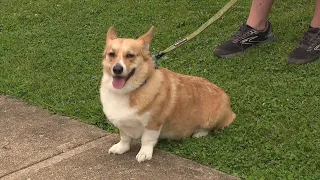 Catawissa hosts 2nd annual Corgi Race to support local fire company