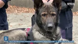 Sparta - pas tragač koji rješava najteža krivična djela -  DNEVNIK