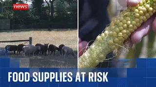 34 Days Above 30C: UK heatwave sparks food shortage fears