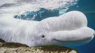 Third beluga whale rescued from Canadian marine park dies at Shedd Aquarium