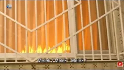 O noua sansa (05.03.2026) - Melek, in pericol!