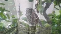 Uilen (Natuurlijk! 05-10-2026)