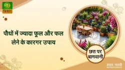 Chhat Par Bagwani | छत पर बागवानी: पौधों में ज्यादा फूल और फल लेने के कारगर उपाय | February 24, 2024