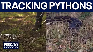 UF researchers use new tool to curb Florida python growth