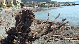 Spiaggia di Vernazzola invasa da tronchi e legname: i detriti arrivano dai fiumi del Tigullio